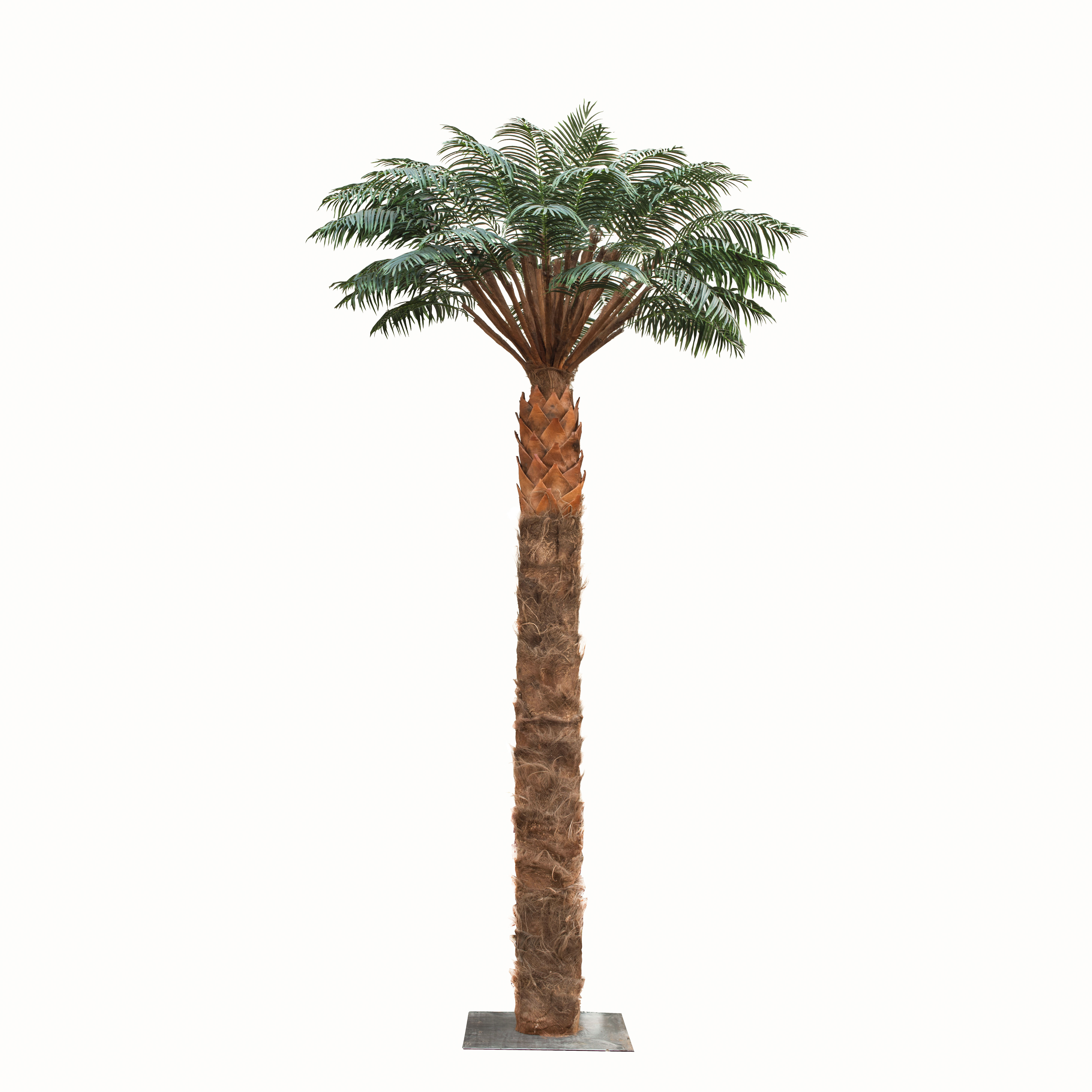 Progasi palma купить. Пальма Альсид. Treez пальмы. Пальма Арека катеху де Люкс. Пальма крупномер.